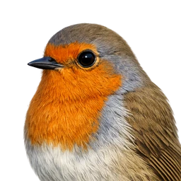European Robin, profile