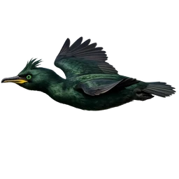 European Shag, in flight