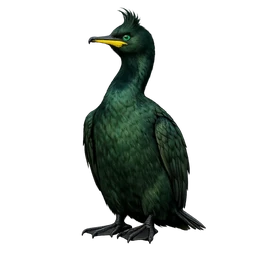 European Shag