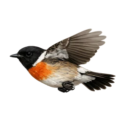 European Stonechat, in flight