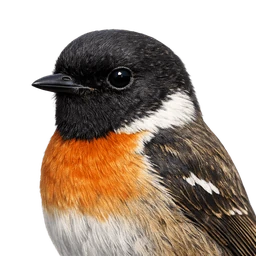 European Stonechat, profile