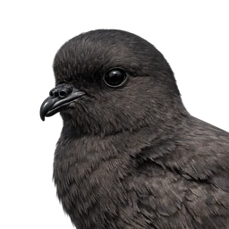 European Storm-Petrel, profile