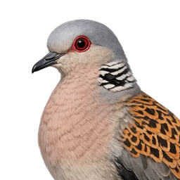 European Turtle-Dove, profile