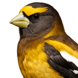 Evening Grosbeak, profile