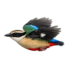 Fairy Pitta, in flight