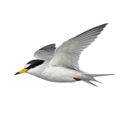 Fairy Tern, in flight