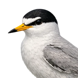Fairy Tern, profile