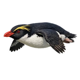 Fiordland Penguin, in flight