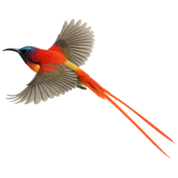 Fire-tailed Sunbird, in flight