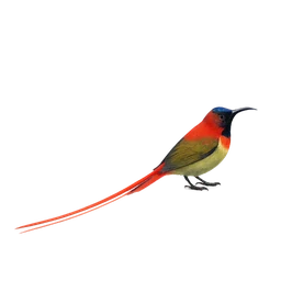 Fire-tailed Sunbird
