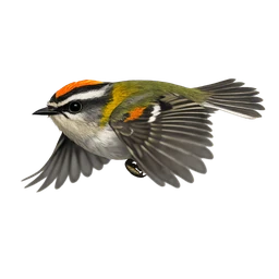 Firecrest, in flight