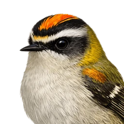 Firecrest, profile