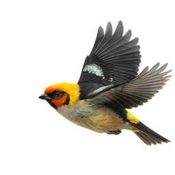 Flame-faced Tanager, in flight