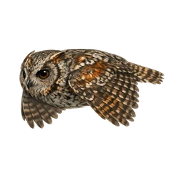 Flammulated Owl, in flight