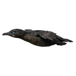 Flightless Cormorant, in flight