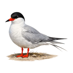 Forster's Tern
