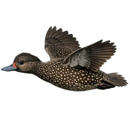 Freckled Duck, in flight