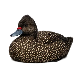 Freckled Duck