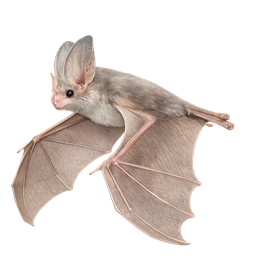 Ghost Bat, in flight