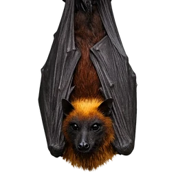 Giant Golden-crowned Flying Fox