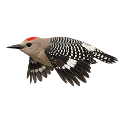 Gila Woodpecker, in flight