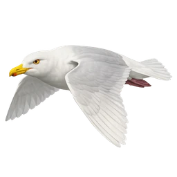 Glaucous Gull, in flight
