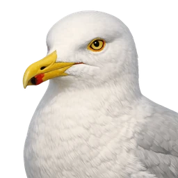Glaucous Gull, profile