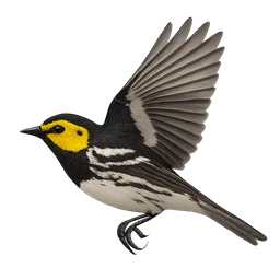 Golden-cheeked Warbler, in flight