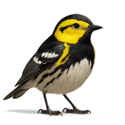 Golden-cheeked Warbler