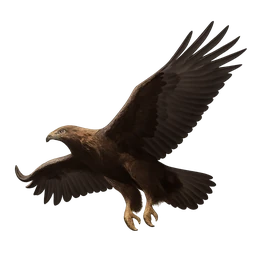 Golden Eagle, in flight