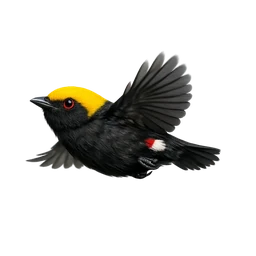 Golden-headed Manakin, in flight