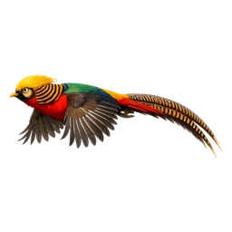 Golden Pheasant, in flight