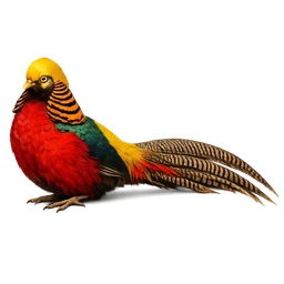 Golden Pheasant