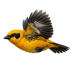 Golden Tanager, in flight
