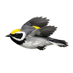 Golden-winged Warbler, in flight