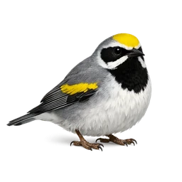 Golden-winged Warbler