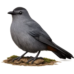 Gray Catbird