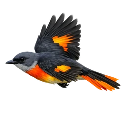 Gray-chinned Minivet, in flight