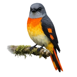 Gray-chinned Minivet
