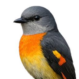 Gray-chinned Minivet, profile