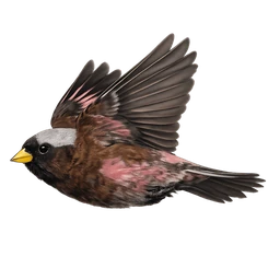 Gray-crowned Rosy-Finch, in flight