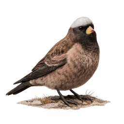 Gray-crowned Rosy-Finch