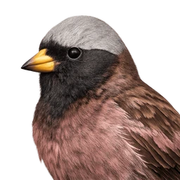 Gray-crowned Rosy-Finch, profile