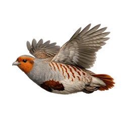 Gray Partridge, in flight