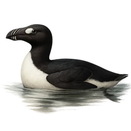 Great Auk, in flight
