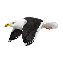 Great Black-backed Gull, in flight