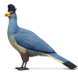 Great Blue Turaco