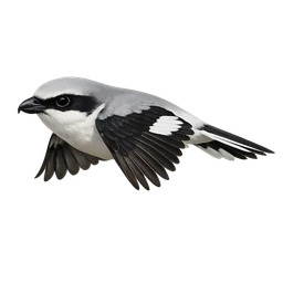 Great Grey Shrike, in flight
