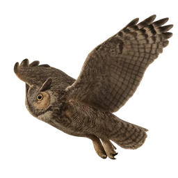 Great Horned Owl, in flight