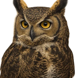 Great Horned Owl, profile